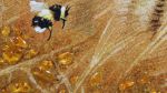 Картина из янтаря Тигренок с пчелкой